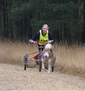 Lapema working dogs